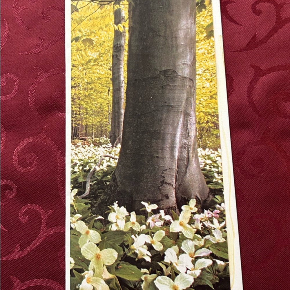 5/$15 BC Nature with Tree and Flowers